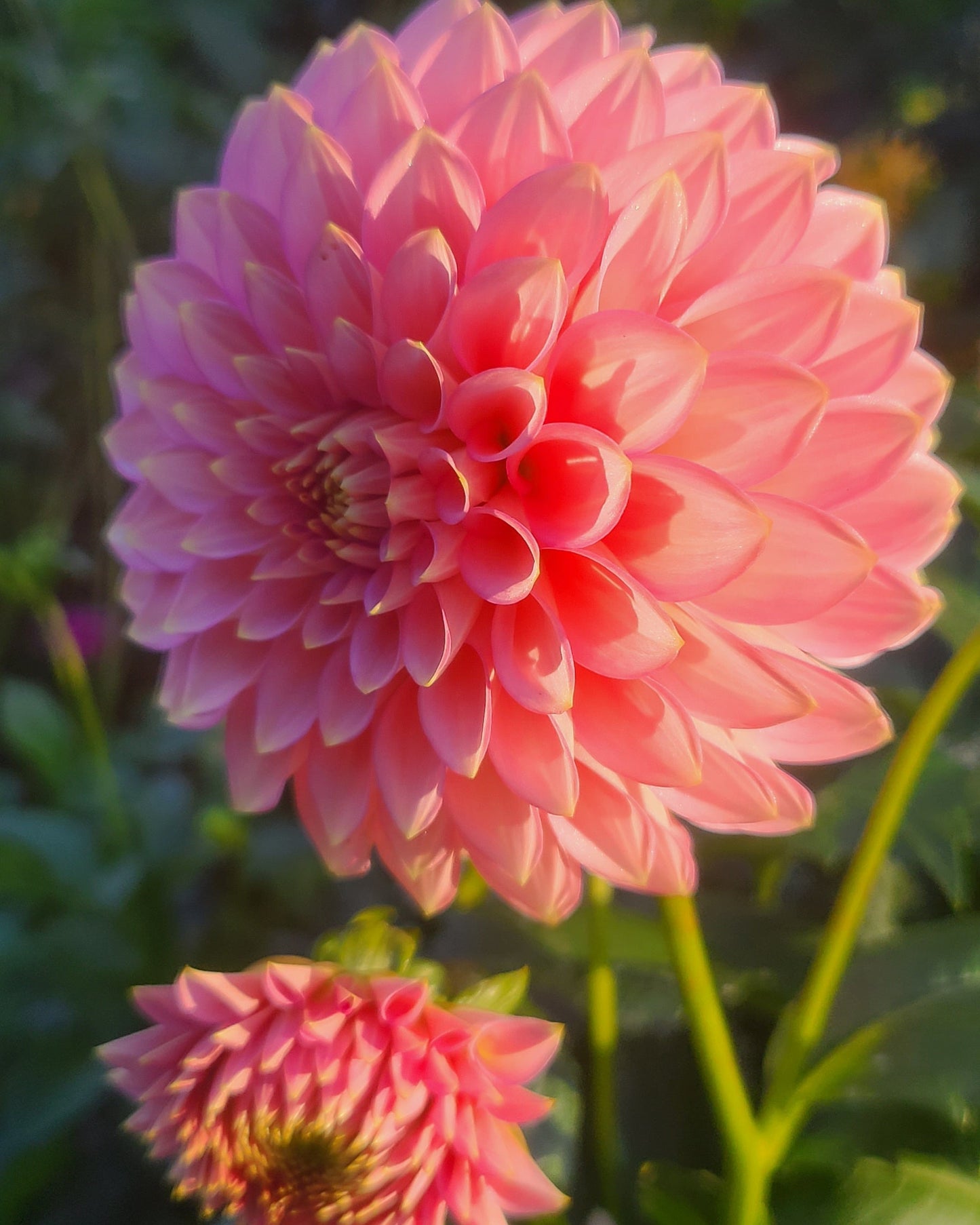 Skipley Spot of Gold