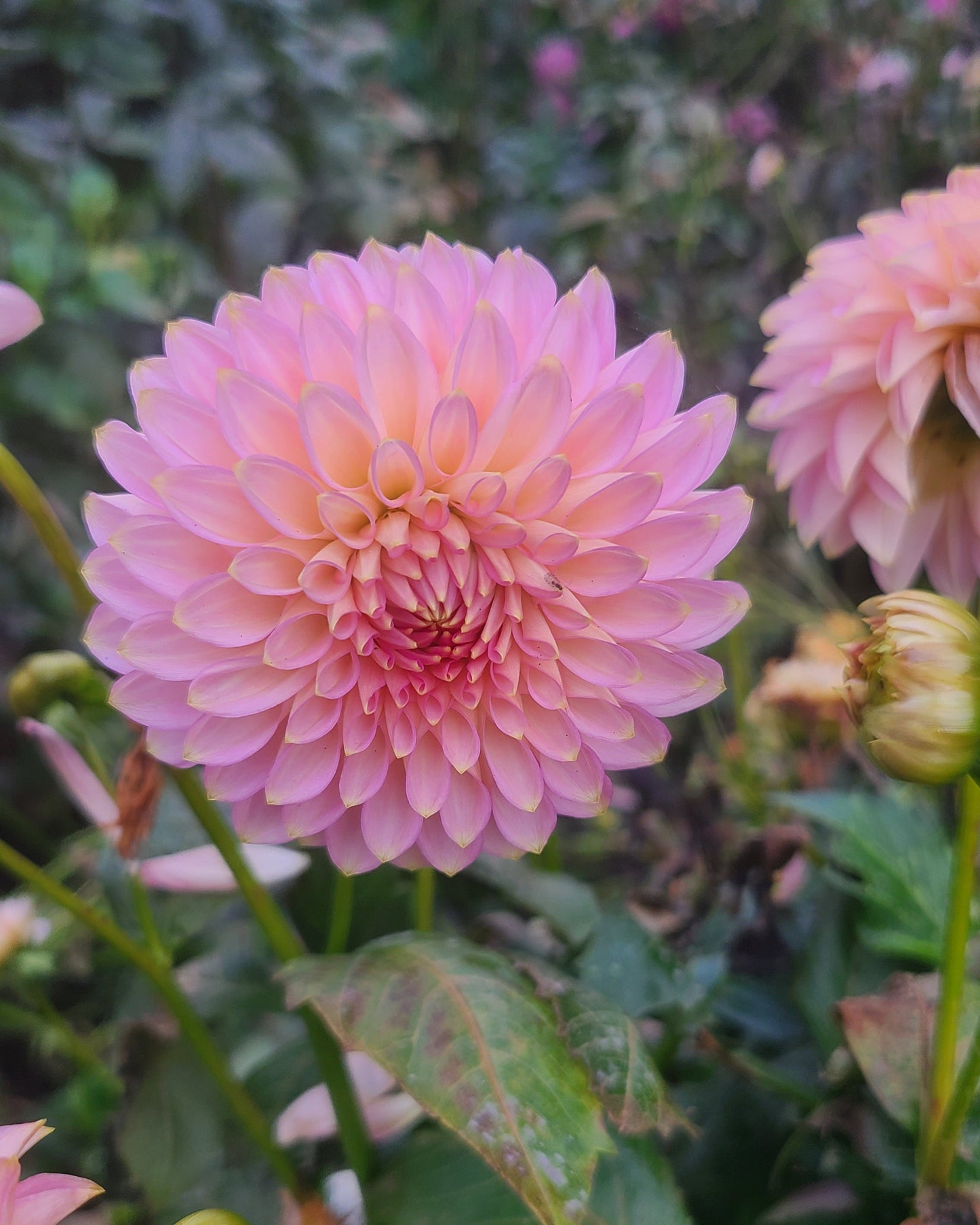 Skipley Spot of Gold