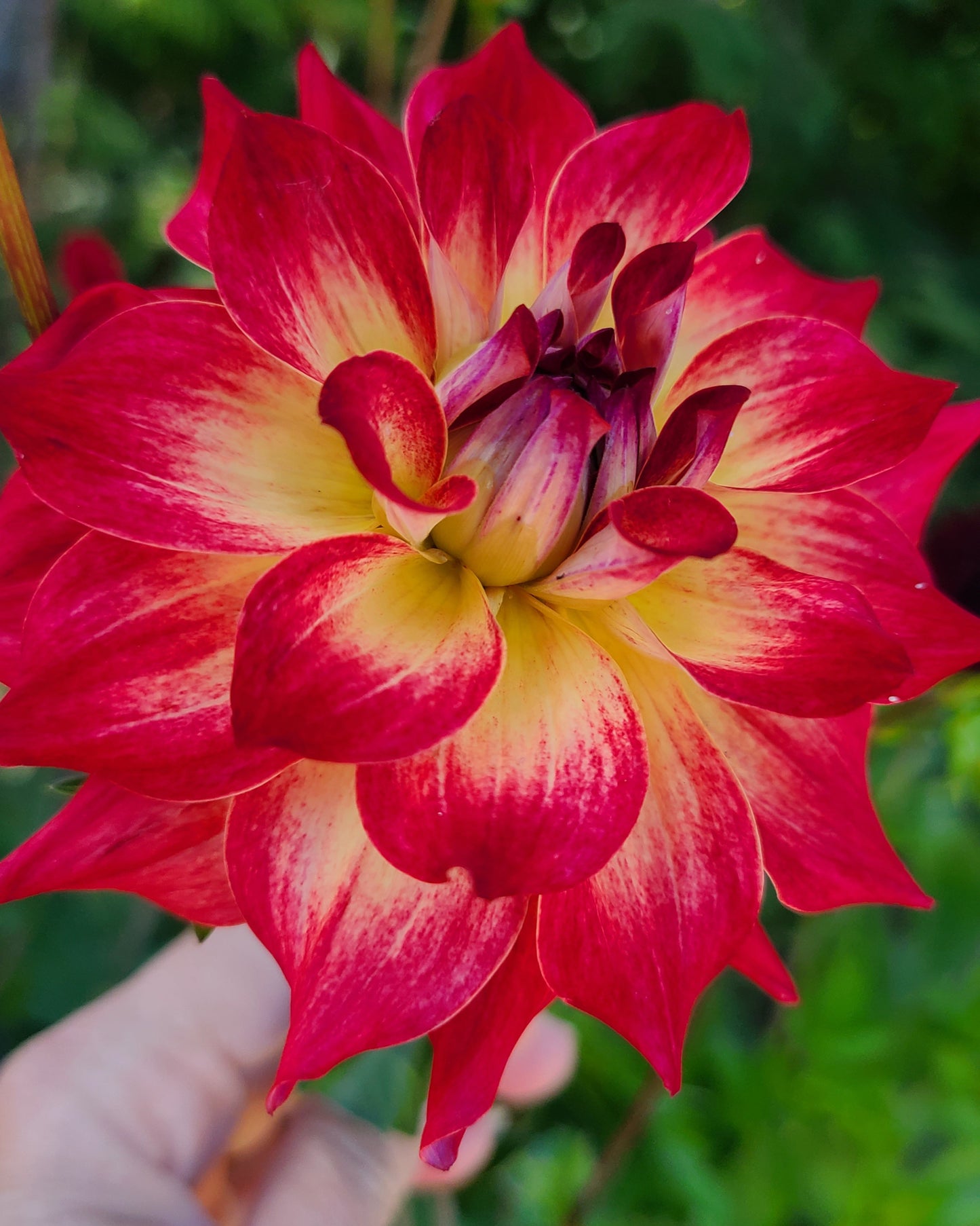 AC Rosebud