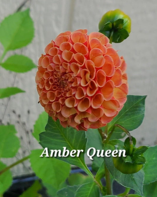 Amber Queen