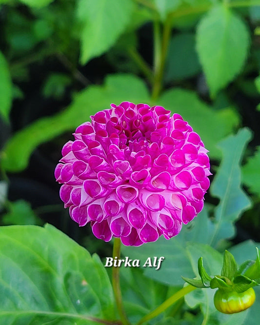 Birka Alf