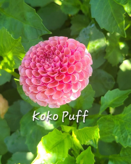 Koko Puff