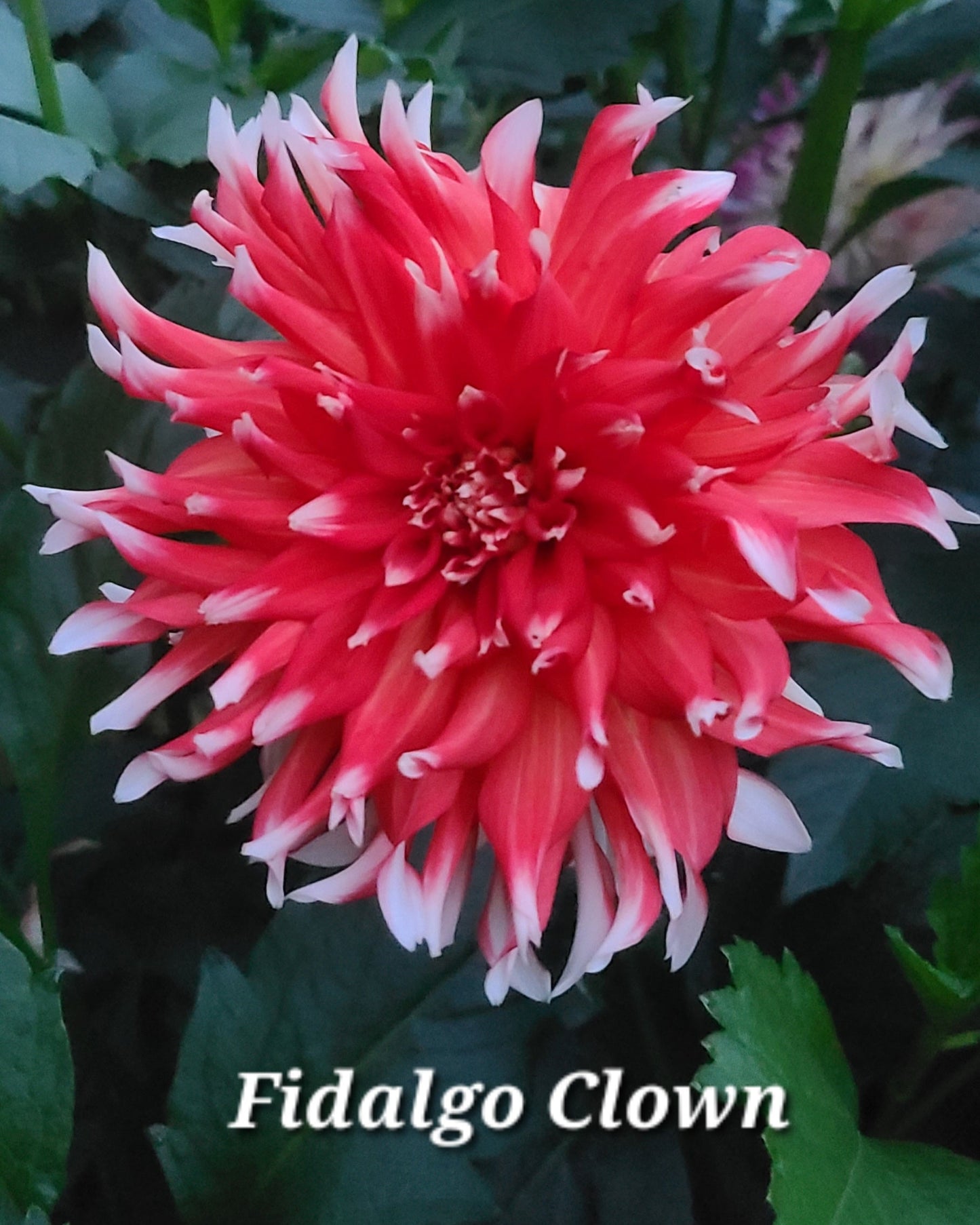 Fidalgo Clown