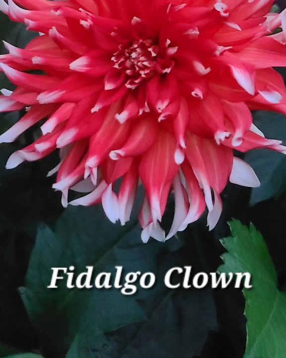 Fidalgo Clown