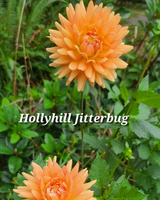 Hollyhill Jitterbug