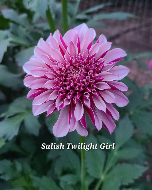 Salish Twilight Girl