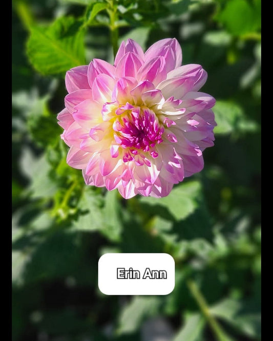 Erin Ann