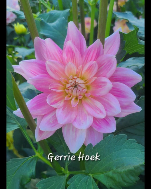 Gerrie Hoek