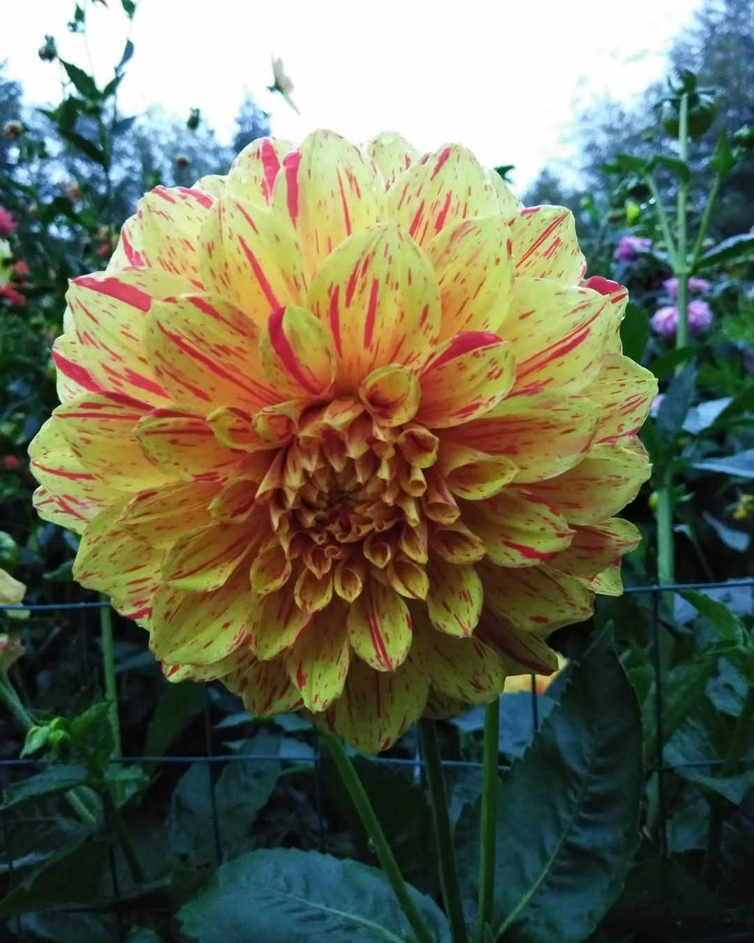Gloriosa