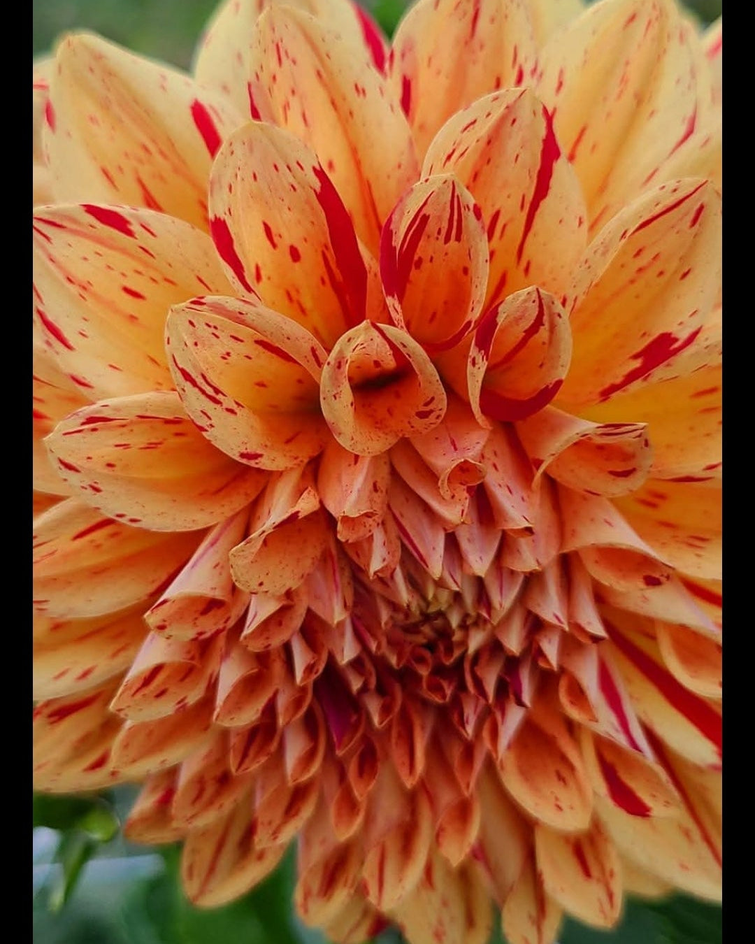 Gloriosa