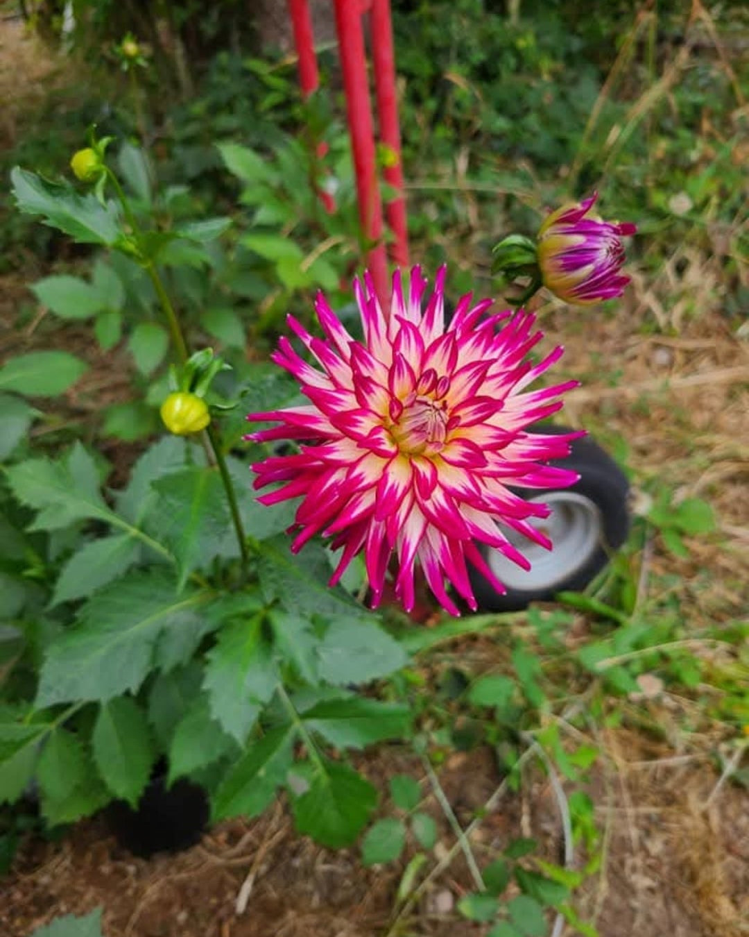 Hollyhill Starburst