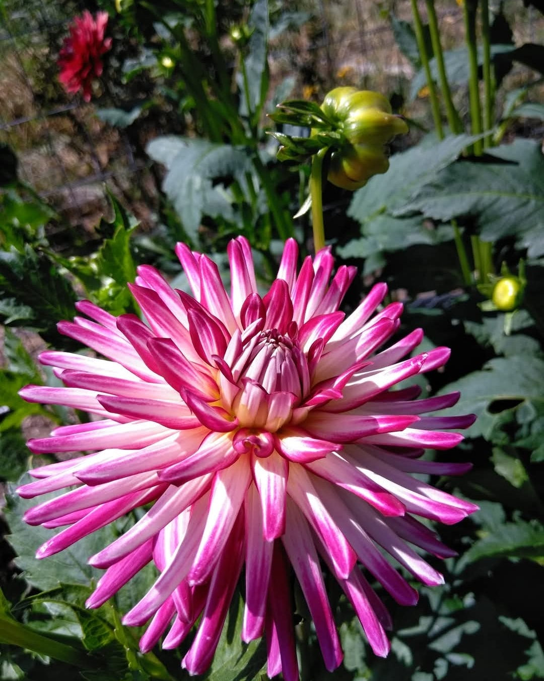 Hollyhill Starburst