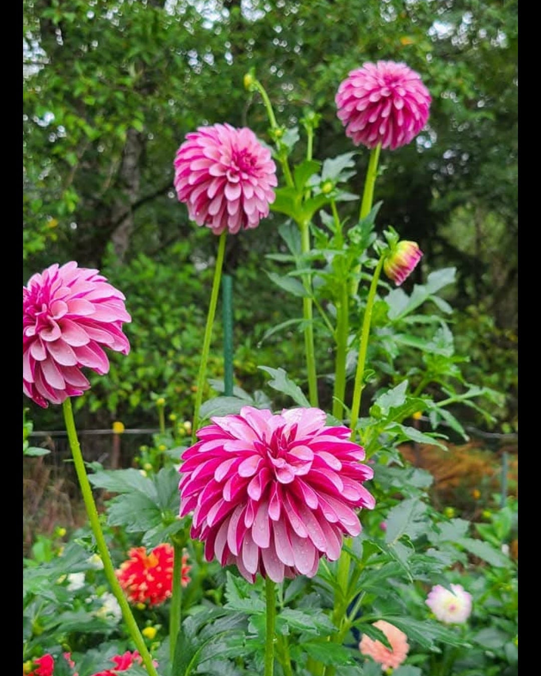 Salish Twilight Girl