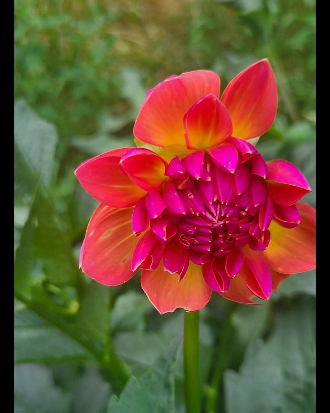 Wildwood Marie (runt tubers)